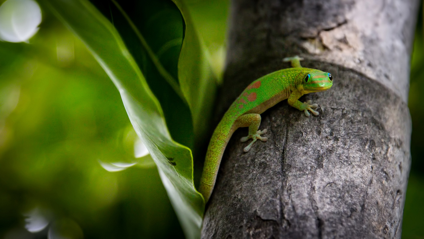 2021 Hawaii Gecko 02