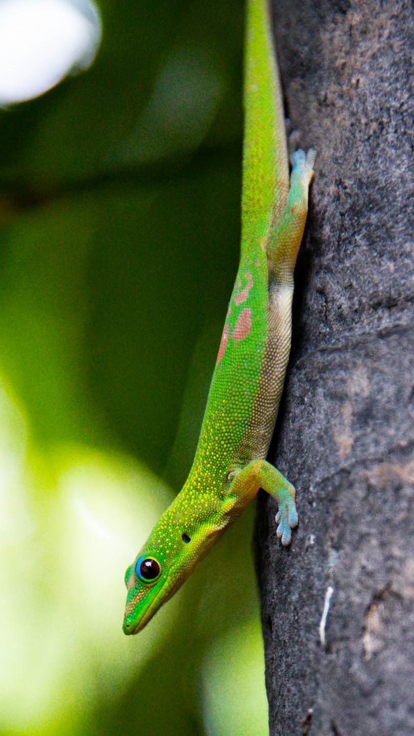 2021 Hawaii Gecko 04