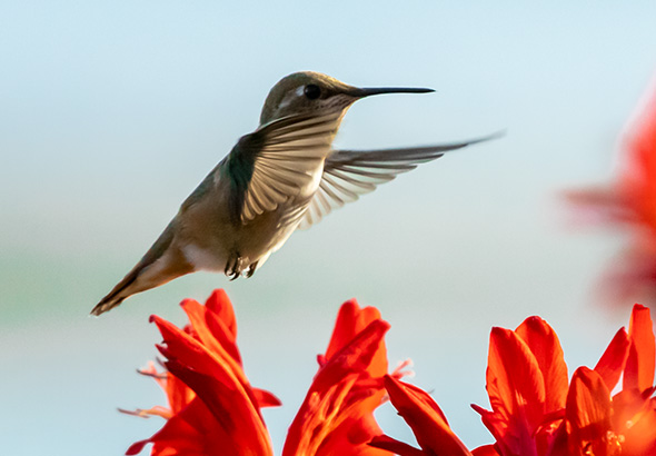 I am Not a 'Birder'...